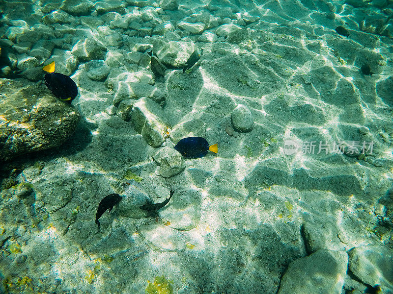 红海中的水下珊瑚礁