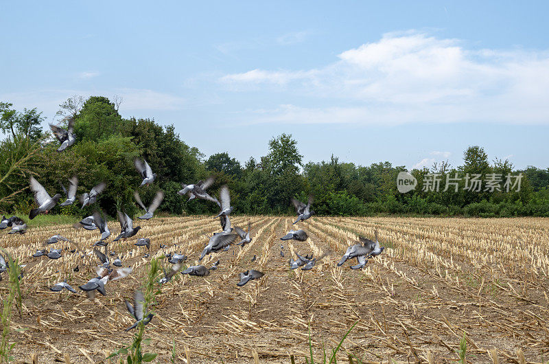 一群鸽子在耕地上飞翔