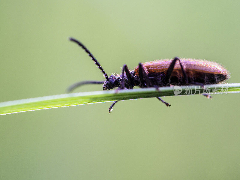 甲虫在草地上