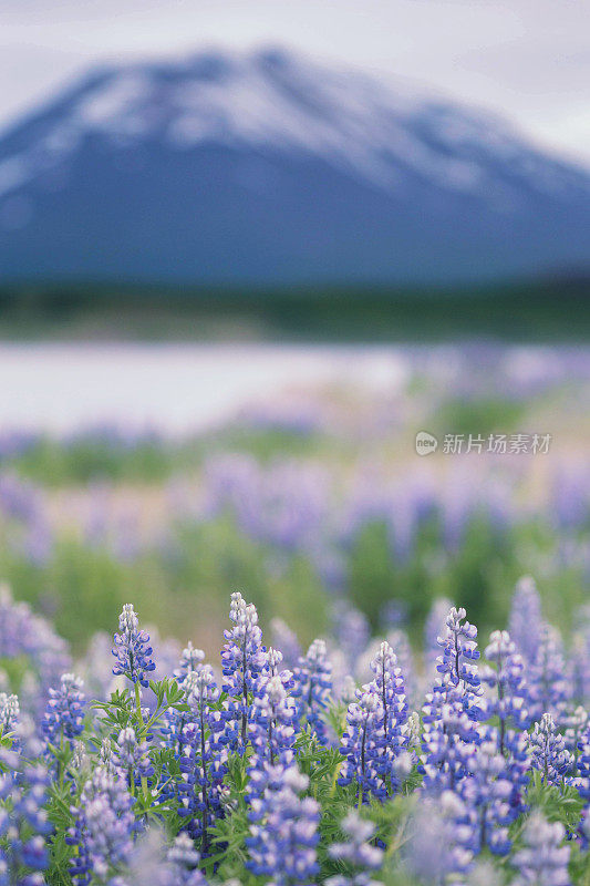 野生羽扇豆花在冰岛的夏天盛开