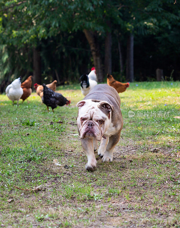 农场上的英国斗牛犬