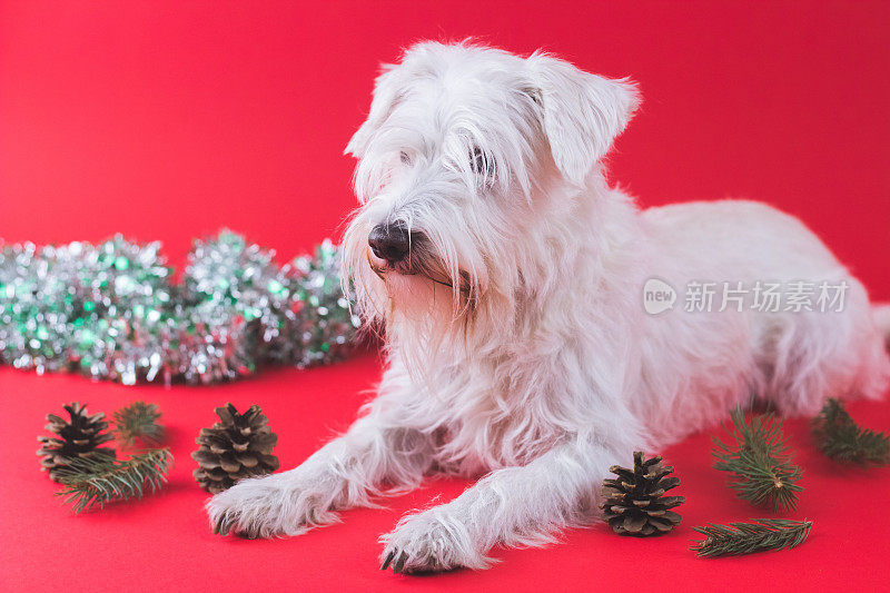 雪纳瑞犬圣诞节