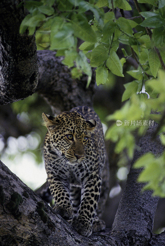 树中的豹，肯尼亚