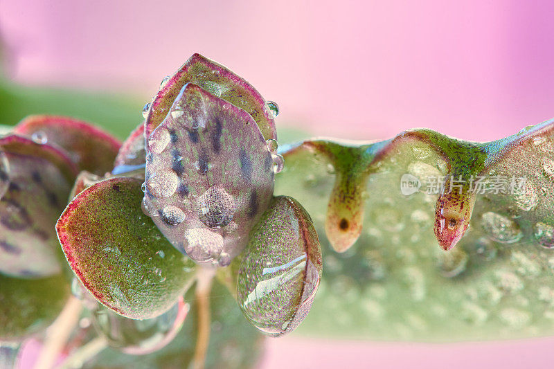 苔藓植物气生根微距拍摄