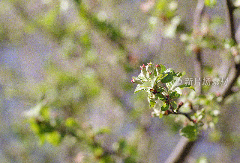 野苹果树开花了。拍摄电影