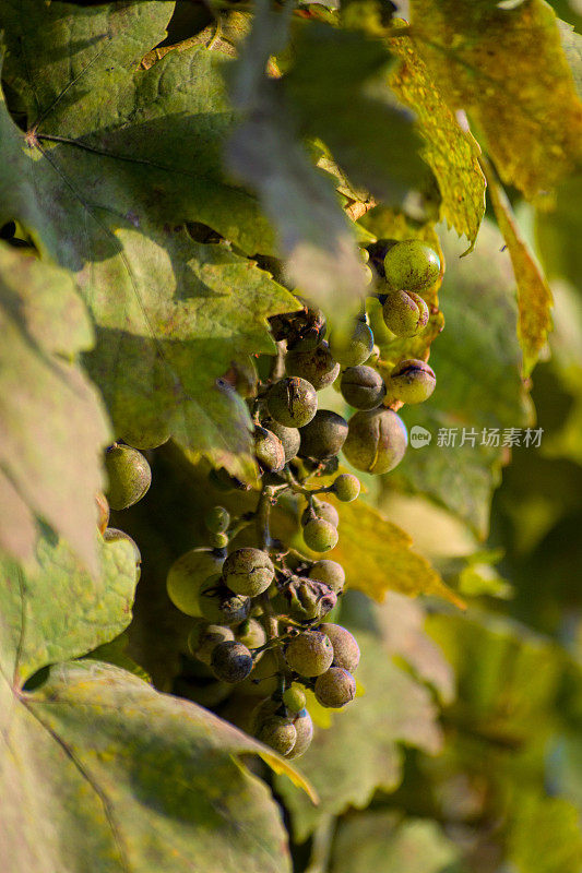 英国花园里自家种植的一串葡萄