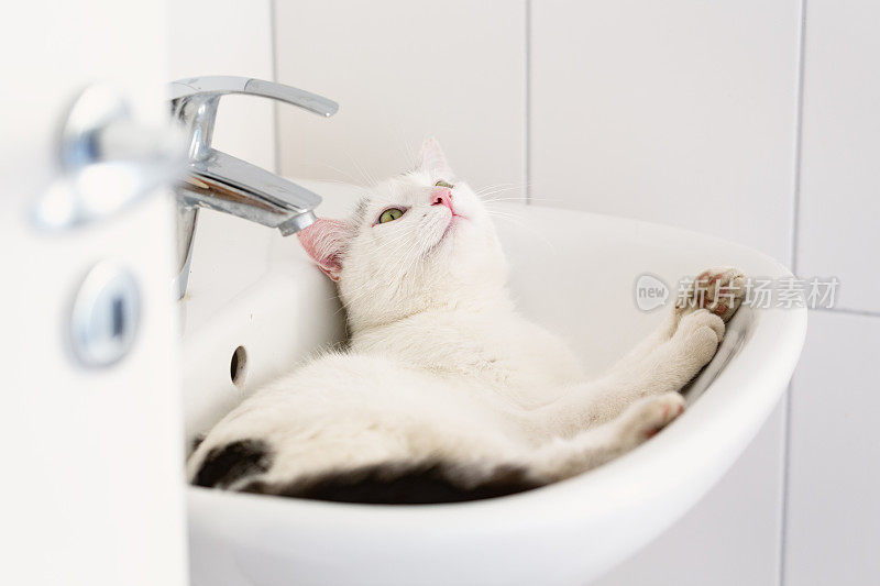 水槽里有黑点的白猫