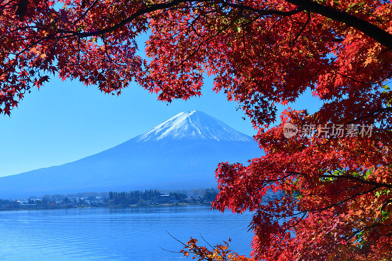 日本富士五湖地区的富士山和秋叶色