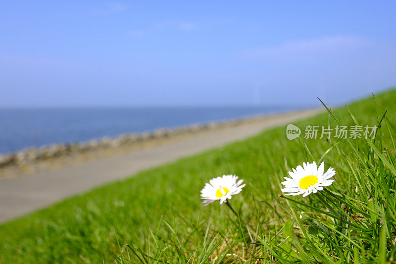 常见的雏菊，百合，盛开在堤岸上