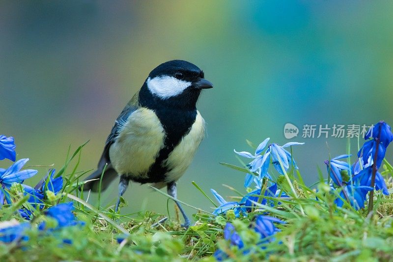 春季大山雀