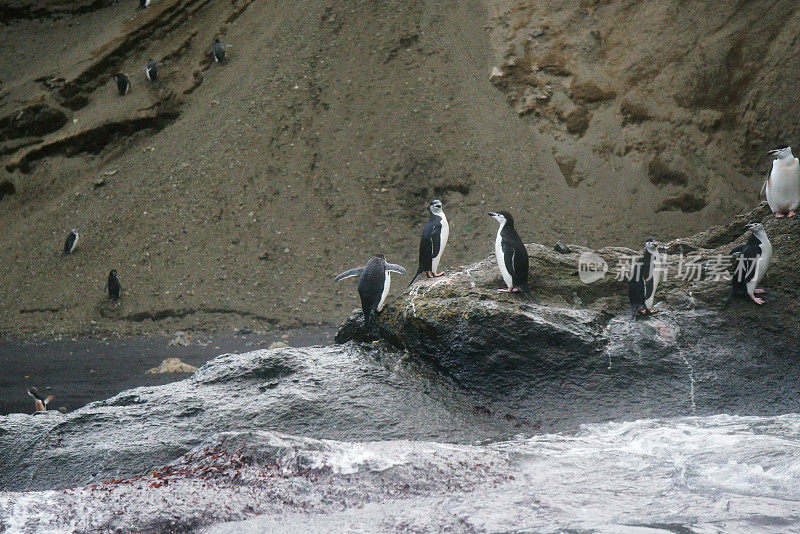 野生帽带企鹅站在南极海岸的特写