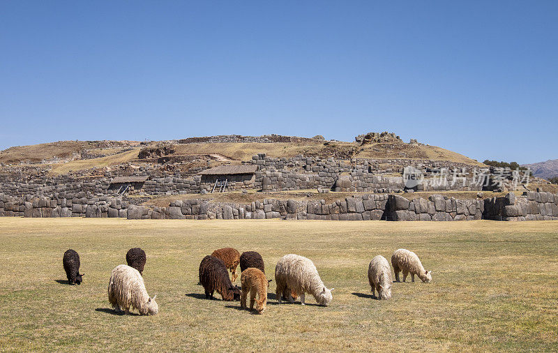 在秘鲁库斯科附近Sacsayhuamán的一群美洲驼