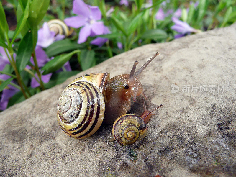 蜗牛妈妈和蜗牛宝宝在爬岩石