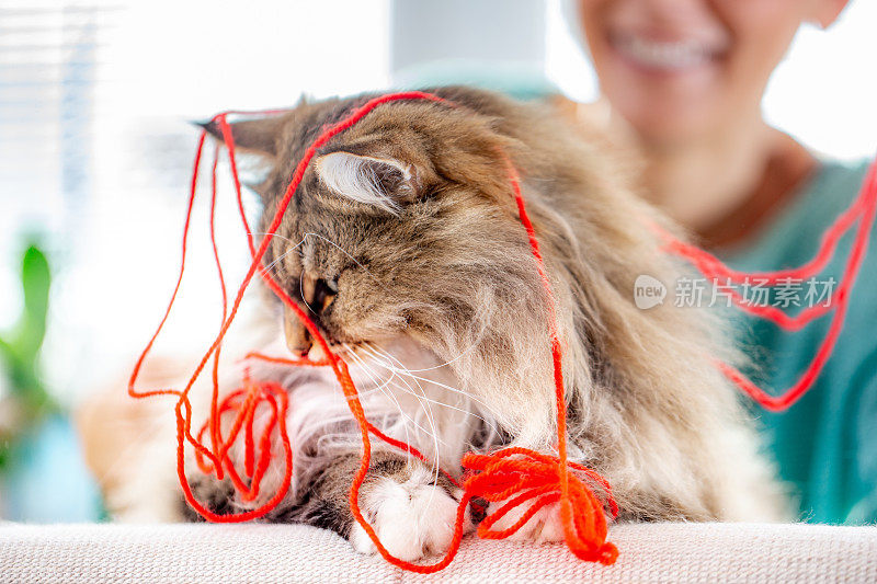 西伯利亚猫纠结在红色羊毛玩