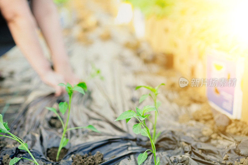 幼苗在晨光自然背景下