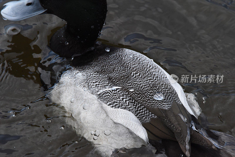 防水鸭毛