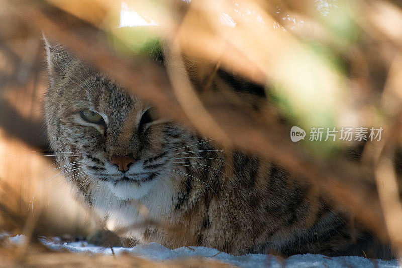 山猫猎兔子