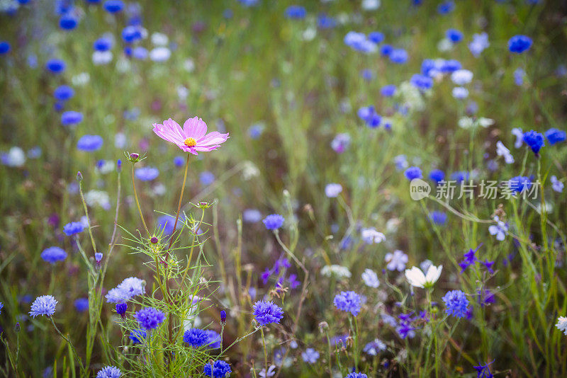 夏日草地上寂寞的宇宙之花