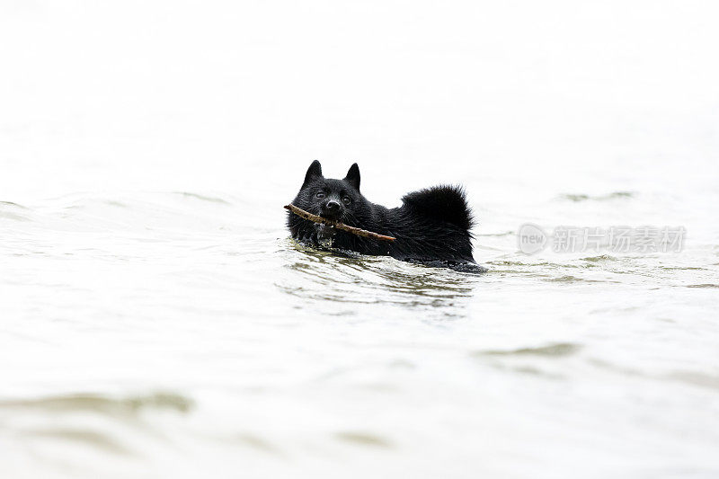 Schipperke，小黑狗在水里玩，背景，拷贝空间