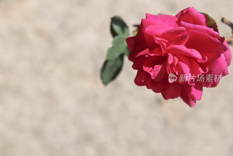 阿曼的野大马士革玫瑰
