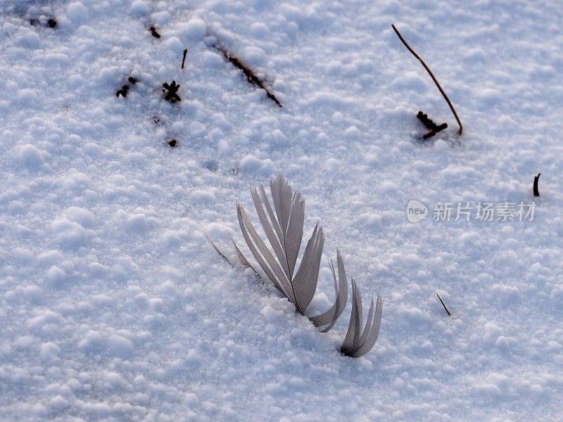 雪中的羽毛