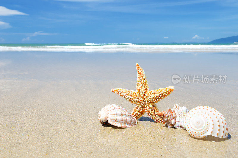 夏日海滩上的贝壳和海星