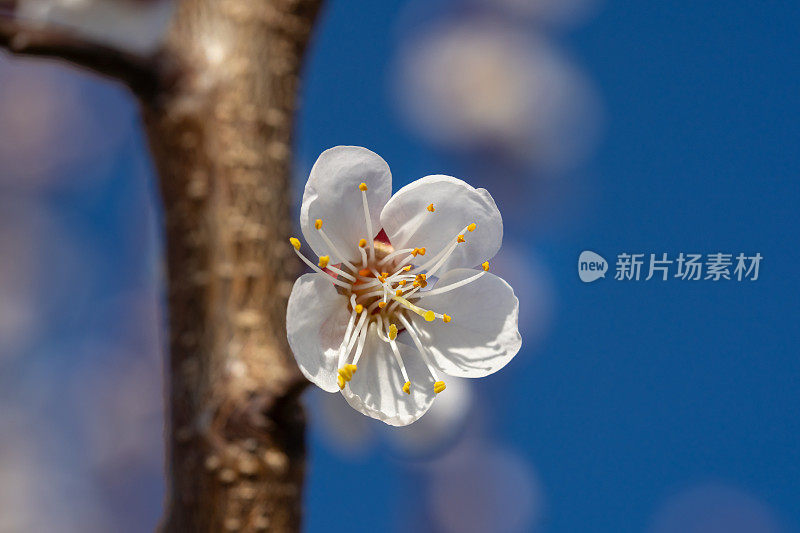 近距离观察树上的杏花