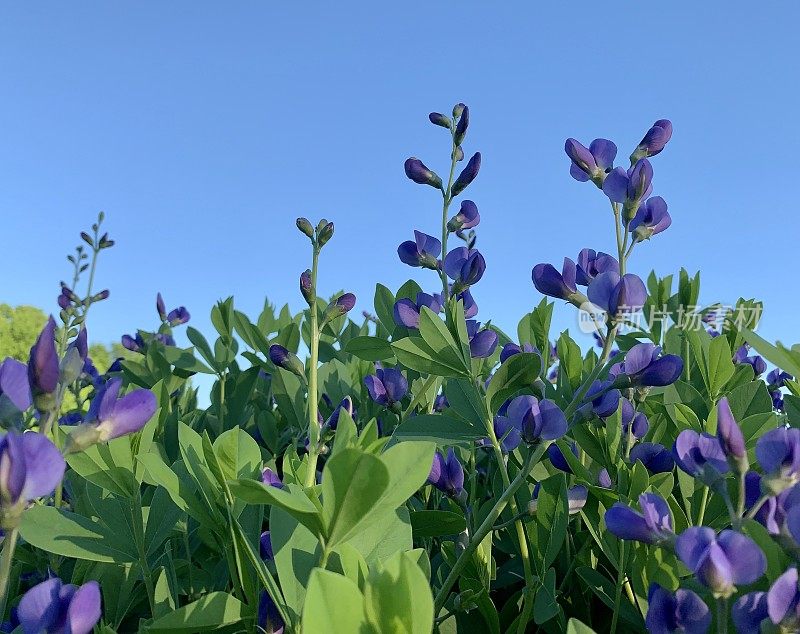 栀子花在花园里假靛蓝