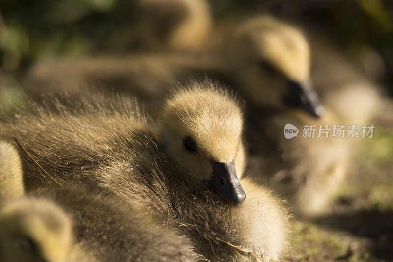 加拿大幼鹅特写