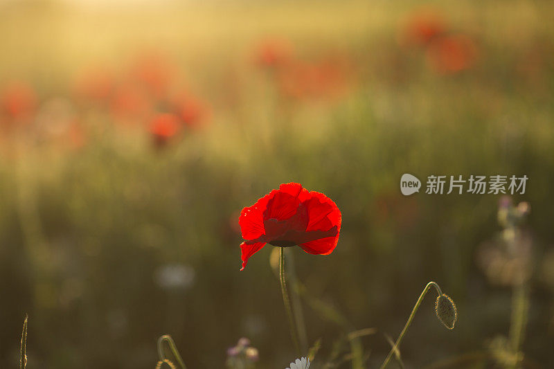 夕阳下的罂粟田