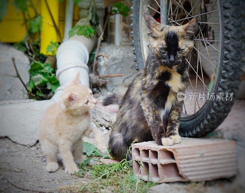 小猫和妈妈在一起