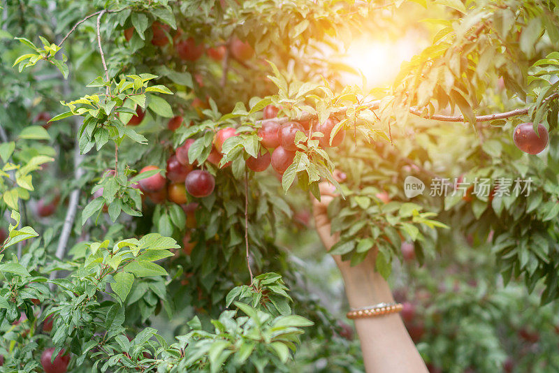 女人手摘红梅