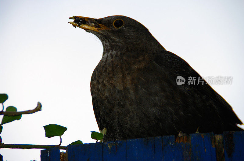 黑鸟提供食物