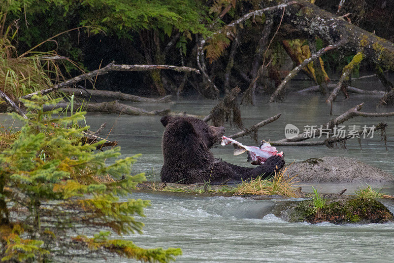 阿拉斯加海岸棕熊坐在深水冰绿松石水吃鲑鱼