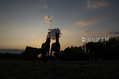 马在《暮光之城》