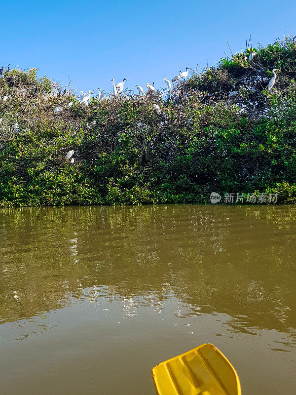 在斯里兰卡坦加勒红树林皮划艇