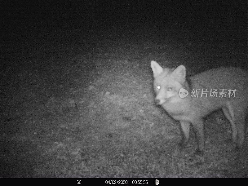 狐狸晚上在法国花园觅食