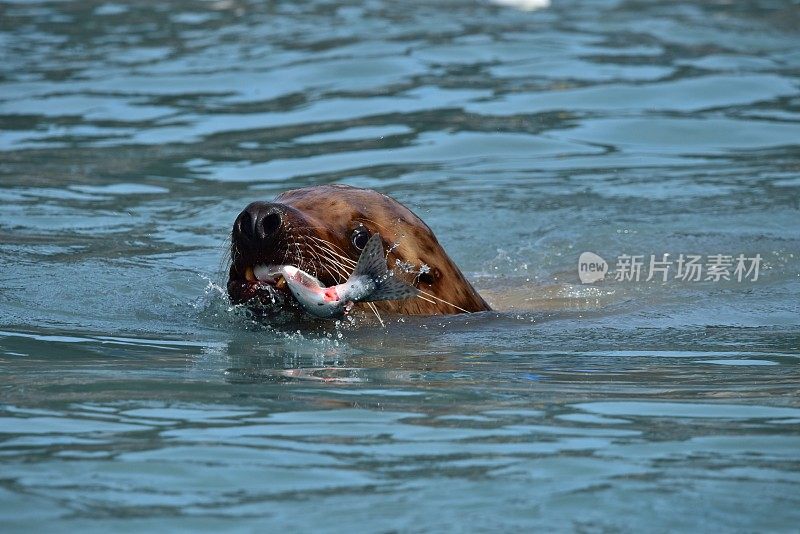 虎头海狮捕获鲑鱼