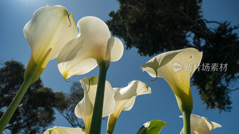 在阳光下的一个白色的花的低角度视图