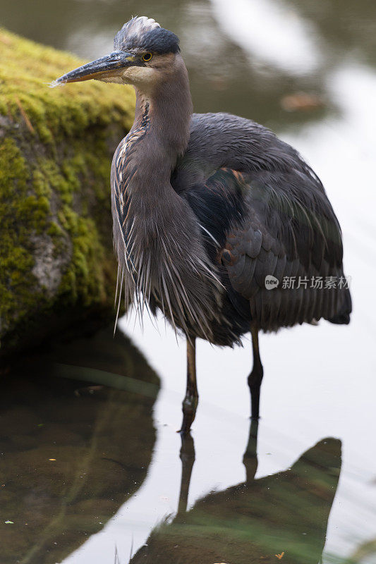 野生动物