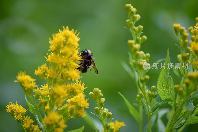 蜜蜂为黄花传粉风景优美