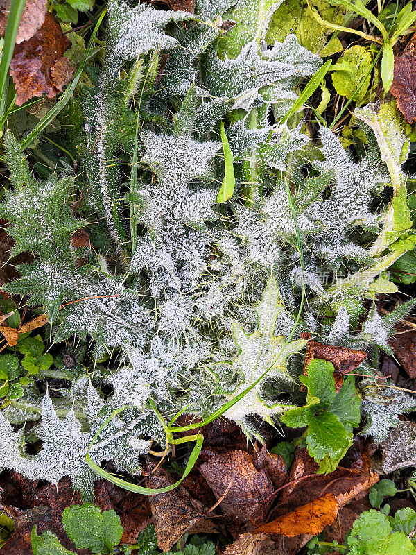 带刺的植物，在落叶间覆盖着白霜。11月的第一次霜冻。