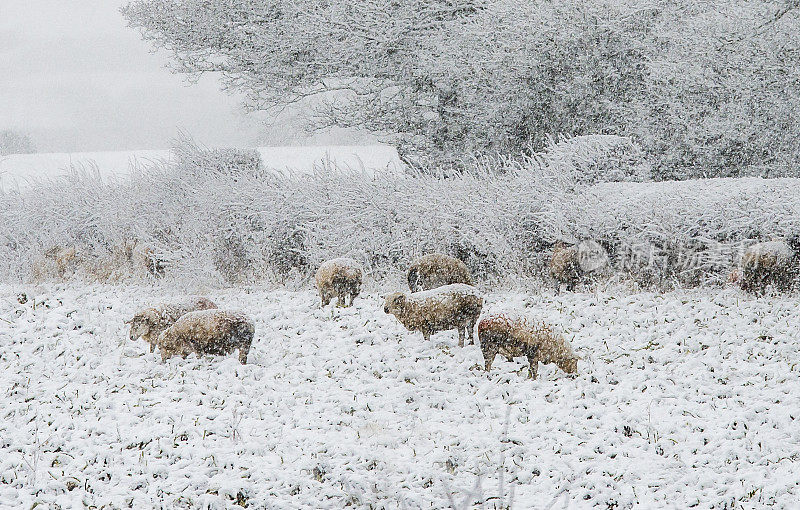 羊群在飘落的雪地里在田野里