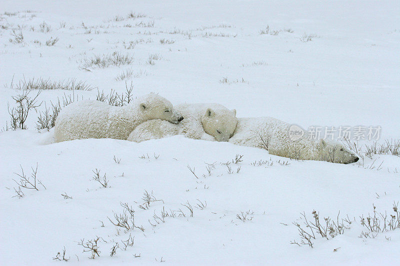 加拿大马尼托巴省哈德逊湾，野生北极熊妈妈幼崽三人在白雪中睡觉