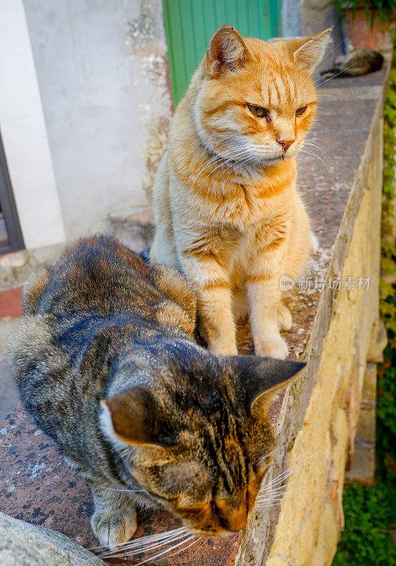 一些家猫在一所乡村房子的窗台上休息