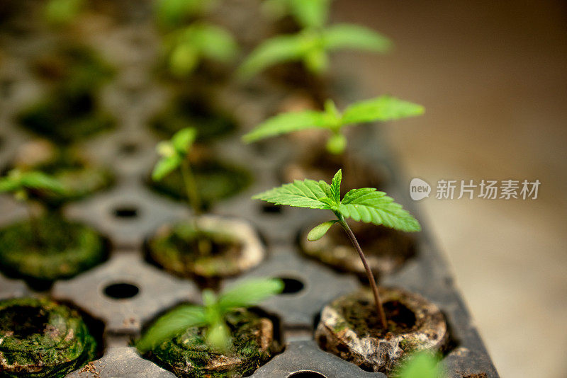 一个年轻的大麻或大麻植物的近距离生长在苗圃准备被种在田野里