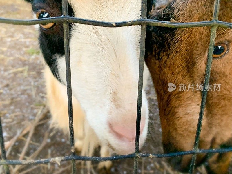 农场里获救的山羊