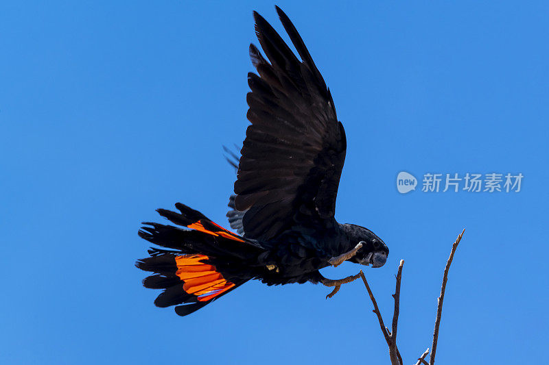 红尾黑凤头鹦鹉在澳大利亚北领地爱丽丝斯普林斯附近飞行