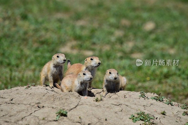 小草原土拨鼠警惕