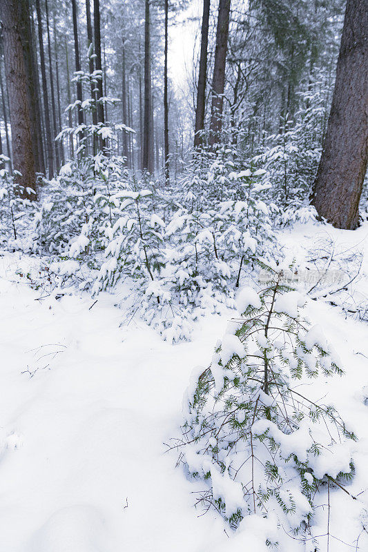 积雪的冬季松树林在寒冷的冬天与新鲜的雪